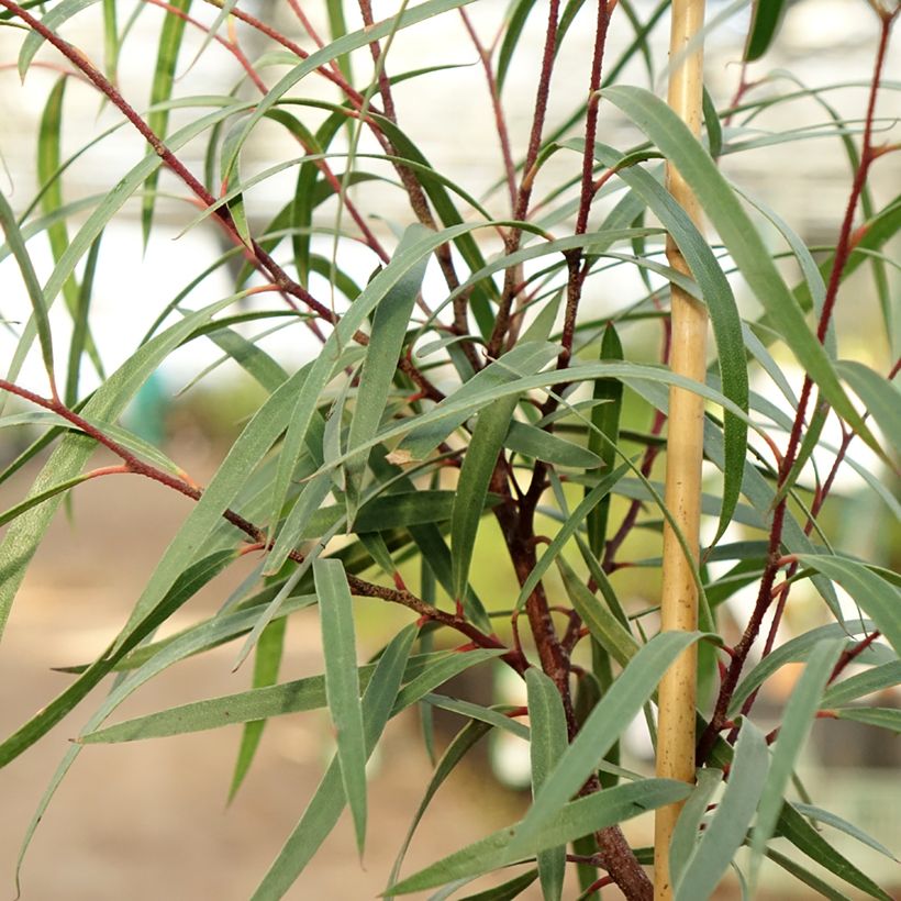 Eucalyptus approximans (Folhagem)