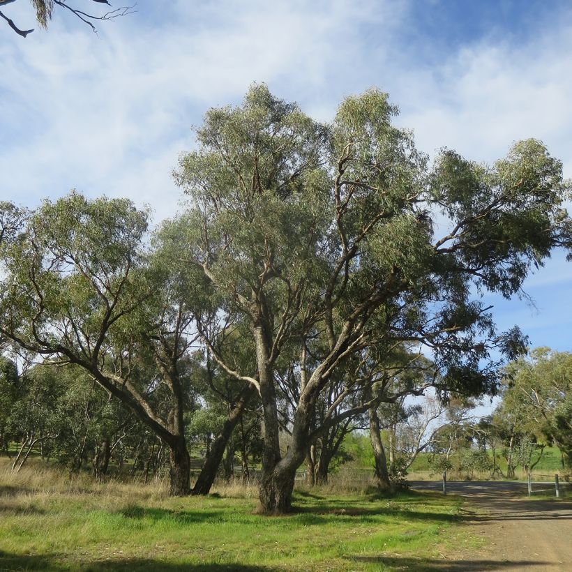 Eucalyptus bridgesiana (Hábito)
