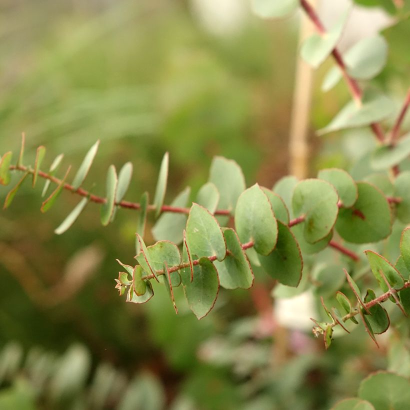 Eucalyptus bridgesiana (Folhagem)