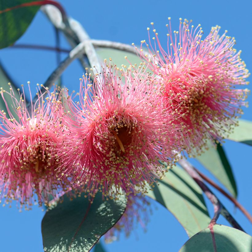 Eucalyptus caesia subsp magna (Floração)