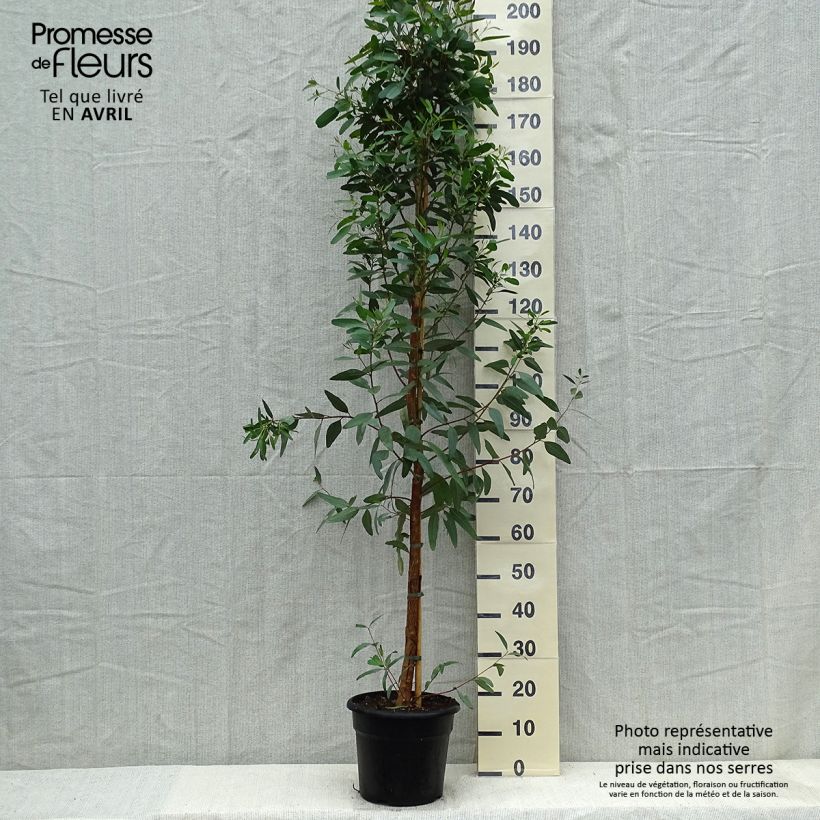 Amostra de Eucalyptus camaldulensis Rostrata - Gommier rouge des rivières, Gommier de Camaldoli Vaso de 7,5 L/10 L tal como entregue na primavera