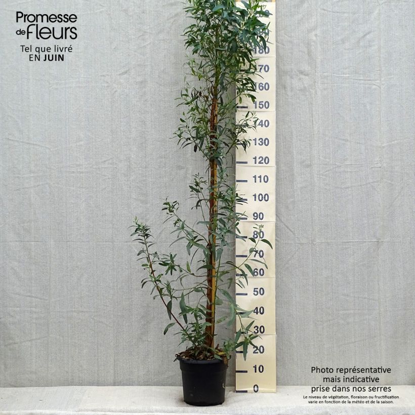 Amostra de Eucalyptus camaldulensis Rostrata Vaso de 7,5 L/10 L tal como entregue no verão