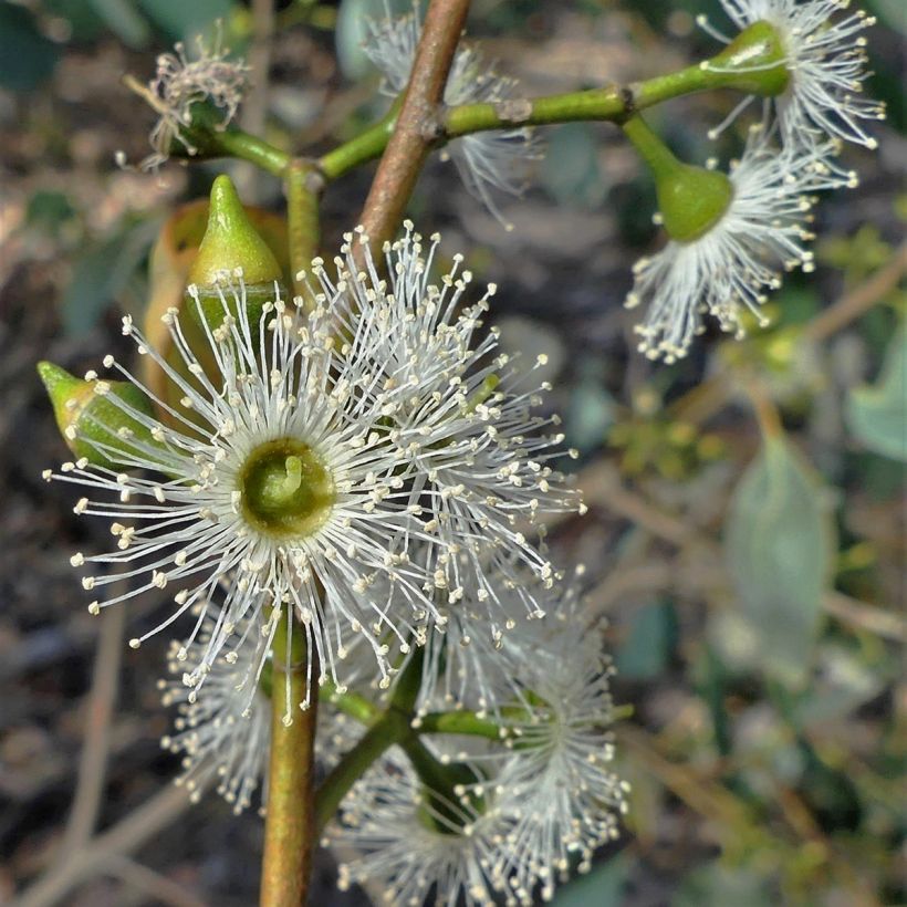 Eucalyptus camphora subsp. humeana (Floração)