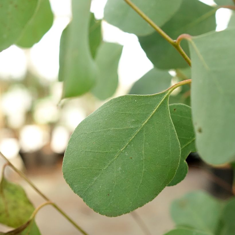 Eucalyptus camphora subsp. humeana (Folhagem)