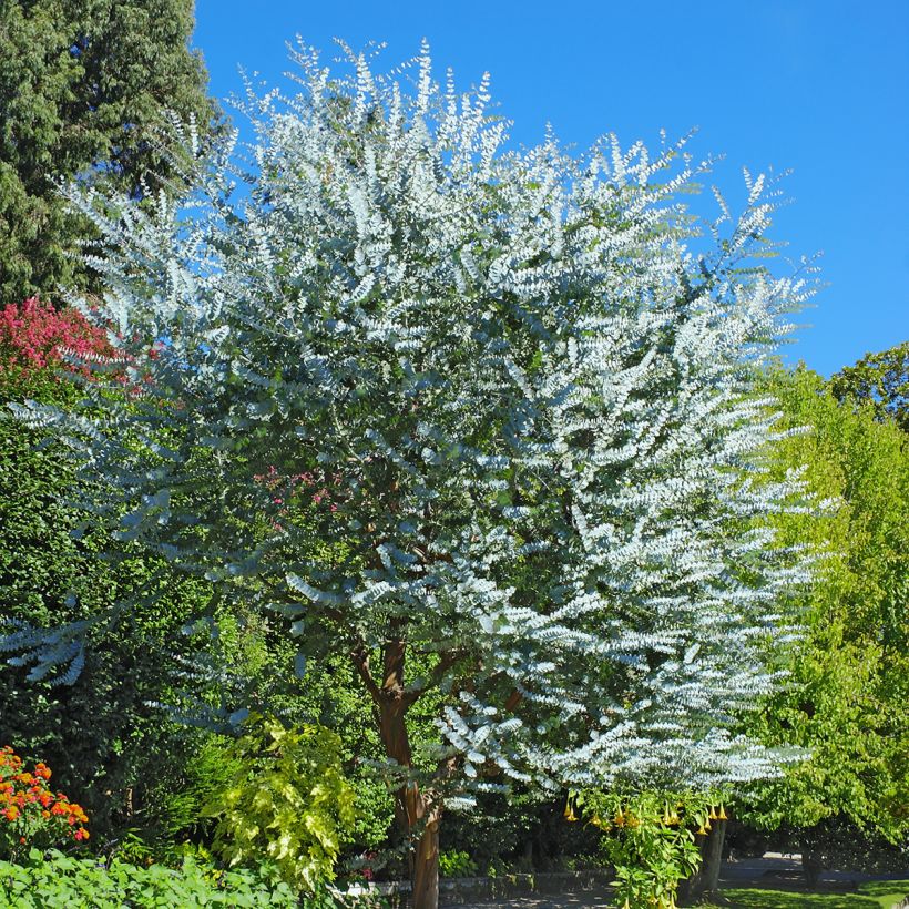 Eucalyptus cinerea (Hábito)