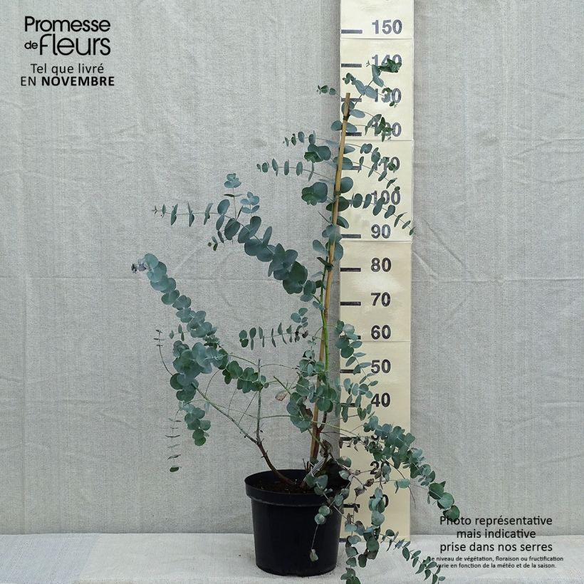 Amostra de Eucalyptus cinerea Silver Dollar Vaso de 2 L/3 L tal como entregue no outono