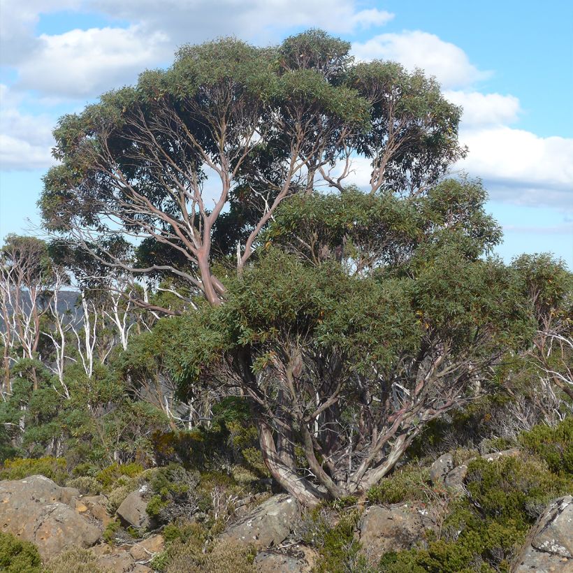 Eucalyptus coccifera Mt Field (Hábito)