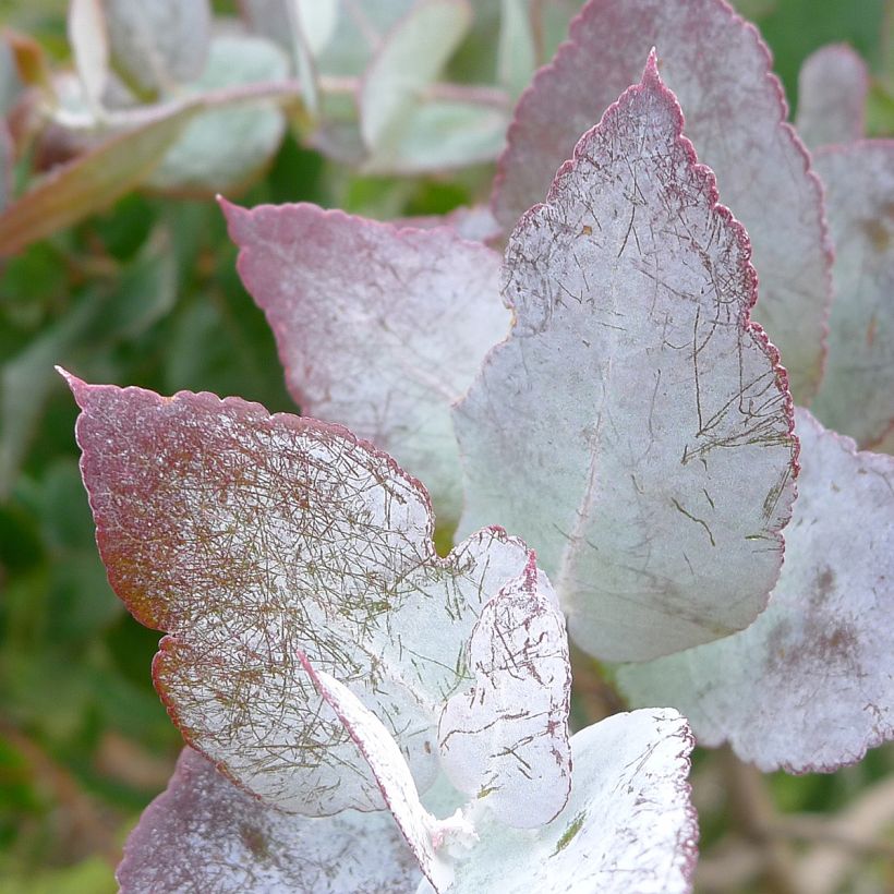 Eucalyptus crenulata (Folhagem)
