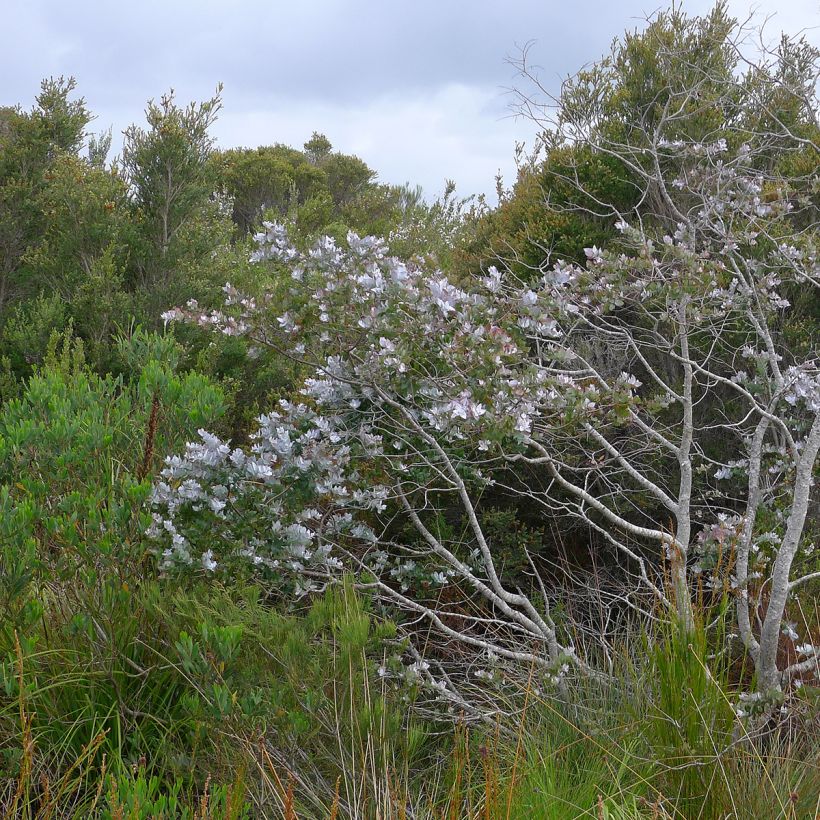 Eucalyptus crenulata (Hábito)