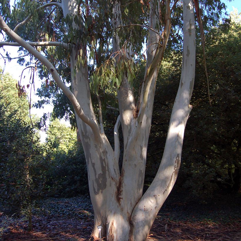 Eucalyptus dalrympleana (Hábito)