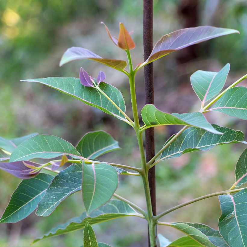 Eucalyptus deglupta (Folhagem)