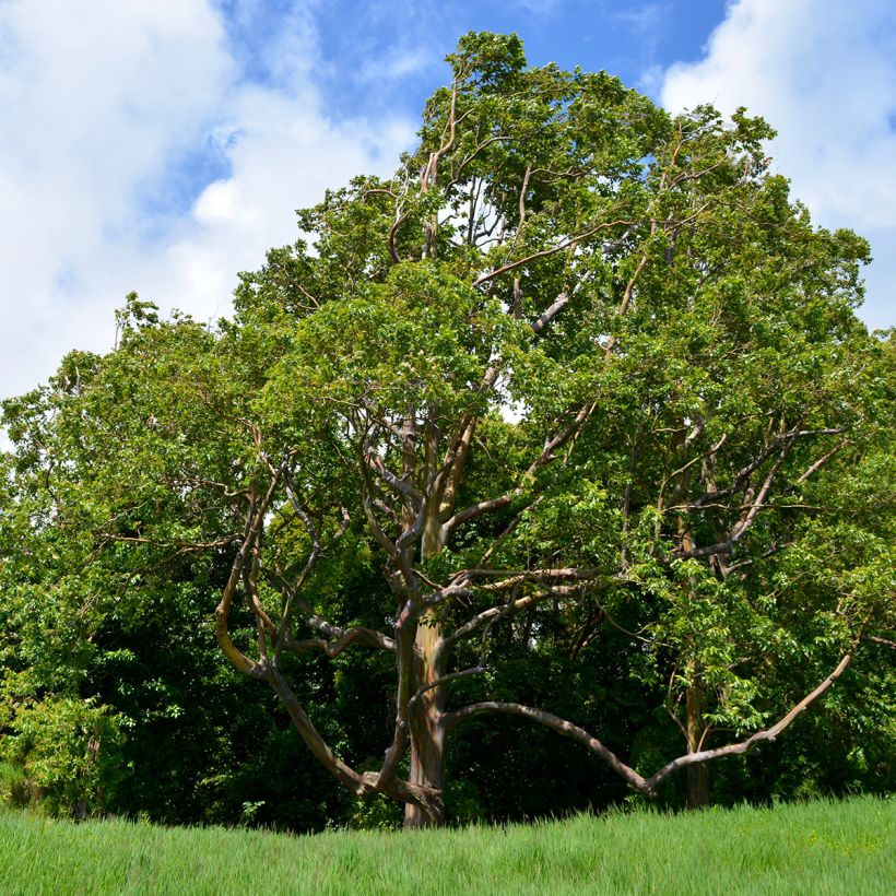 Eucalyptus deglupta (Hábito)