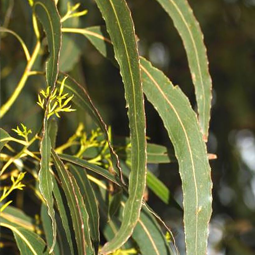 Eucalyptus denticulata (Folhagem)