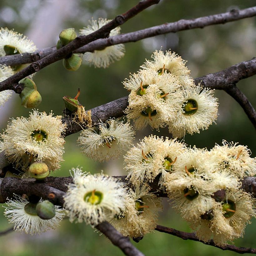 Eucalyptus deuaensis (Floração)