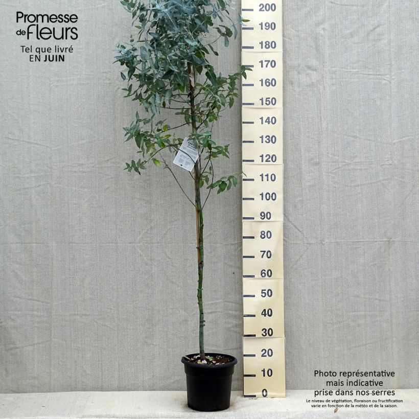 Amostra de Eucalyptus globulus Vaso de 7,5 L/10 L tal como entregue no verão