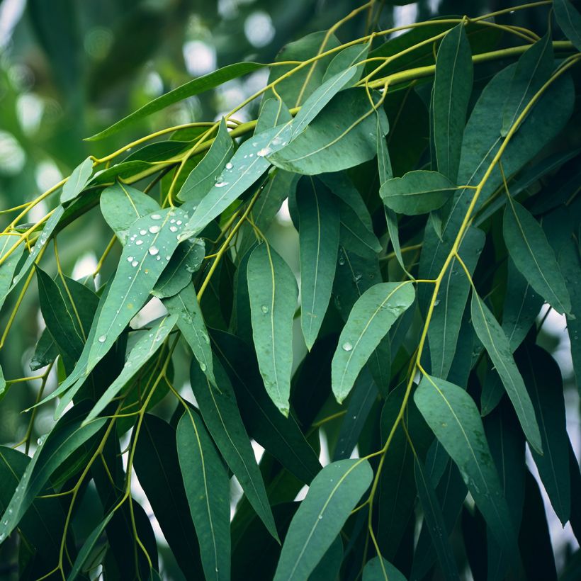 Eucalyptus globulus (Folhagem)