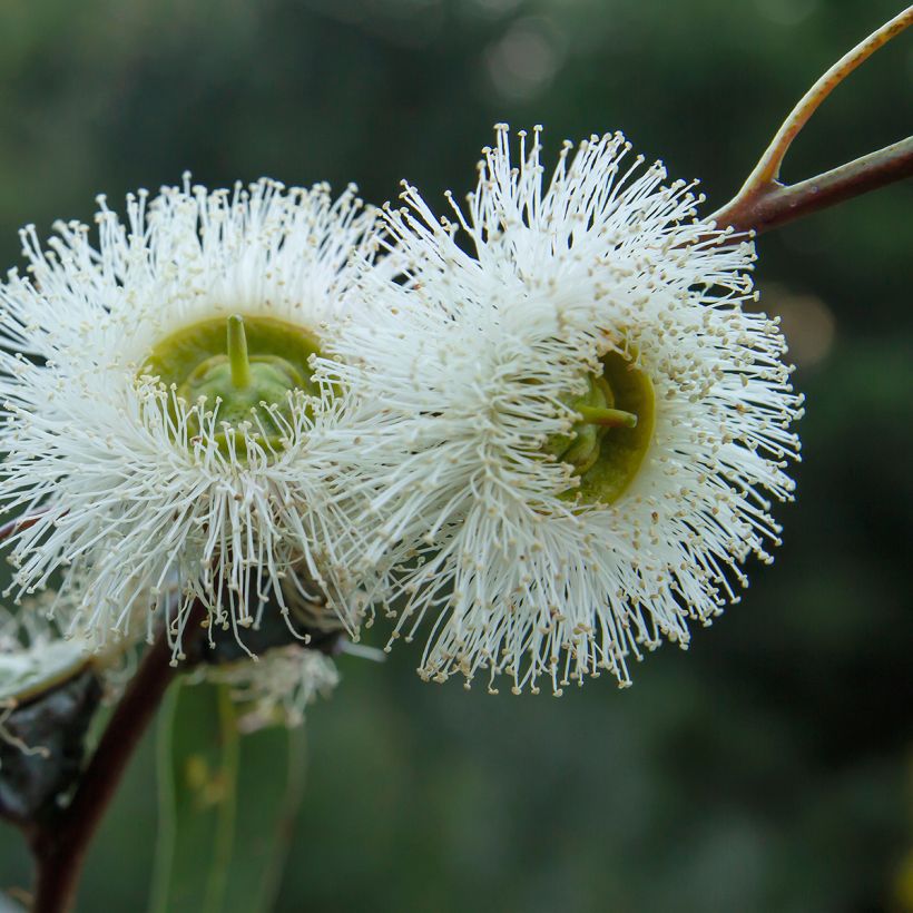 Eucalyptus globulus (Floração)