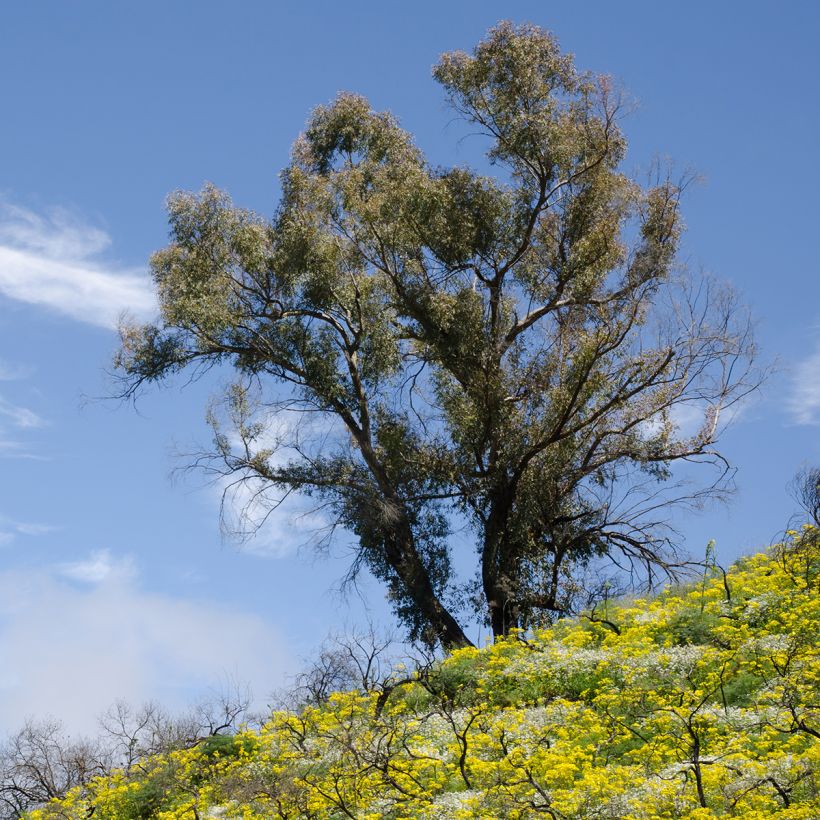 Eucalyptus globulus (Hábito)