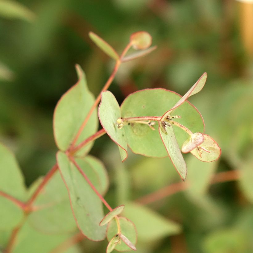 Eucalyptus goniocalyx Dwarf form (Folhagem)