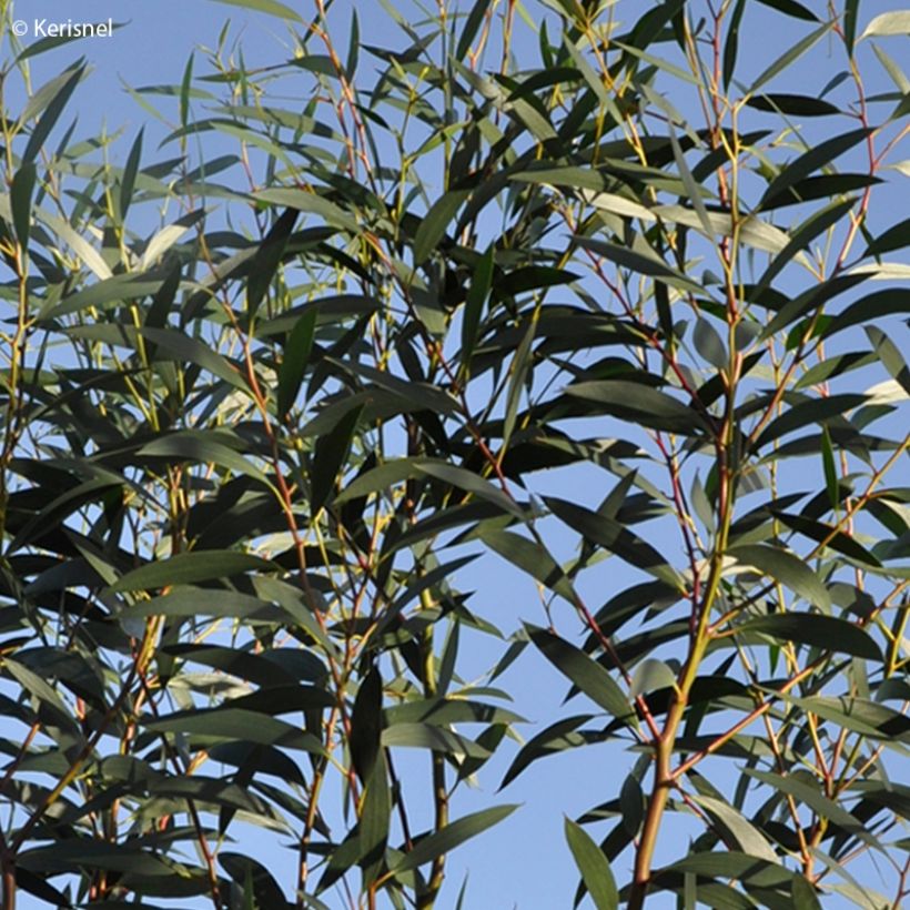 Eucalyptus gregsoniana (Folhagem)