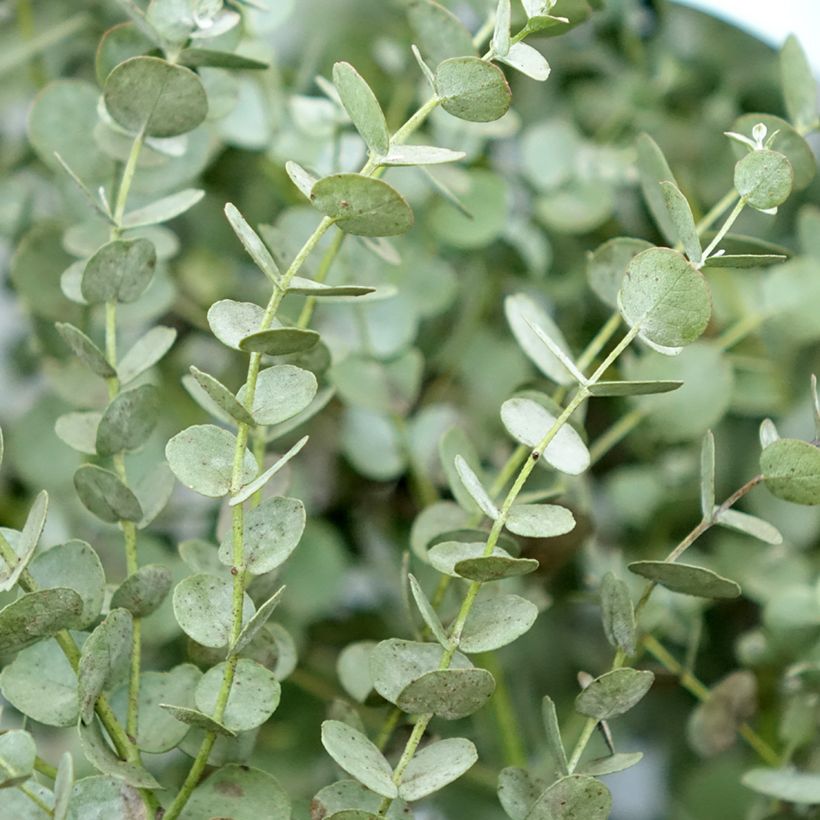 Eucalyptus gunnii Azura (Folhagem)