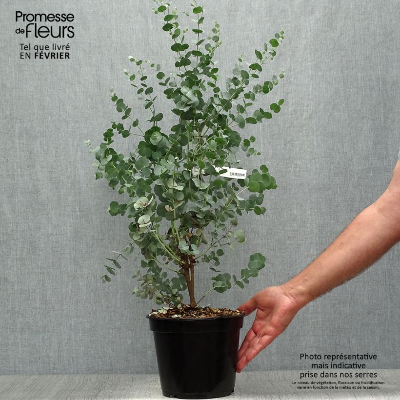 Amostra de Eucalyptus gunnii Azura Vaso de 3 L/4 L tal como entregue no outono