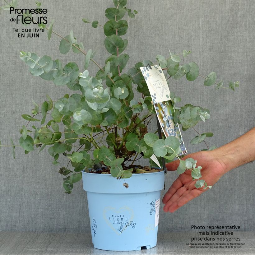 Amostra de Eucalyptus gunnii Azura Vaso de 3 L/4 L tal como entregue no verão