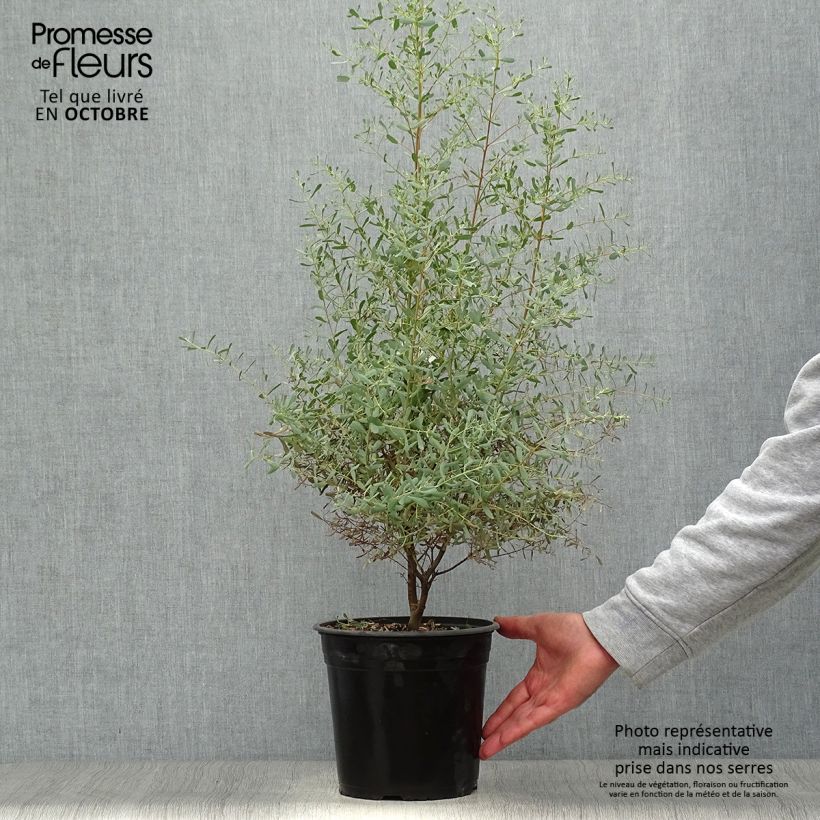 Amostra de Eucalyptus gunnii France Bleu Rengun Vaso de 3 L/4 L tal como entregue no outono