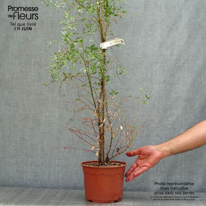 Amostra de Eucalyptus gunnii France Bleu Rengun Vaso de 3 L/4 L tal como entregue no verão