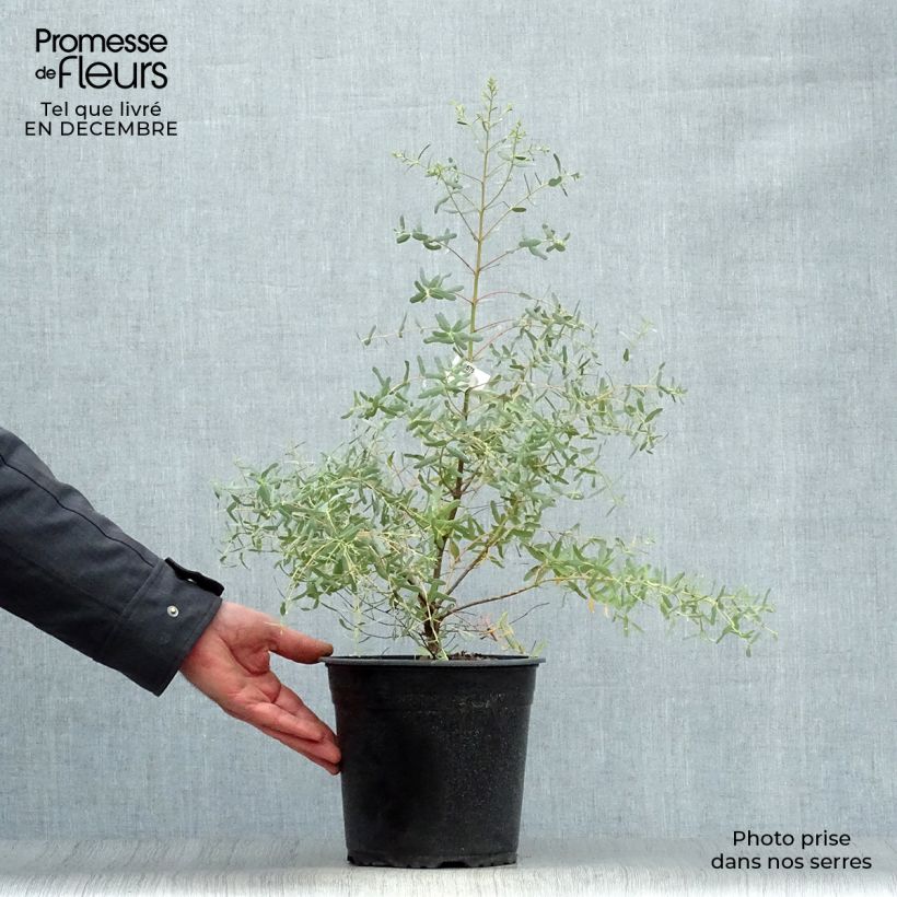 Amostra de Eucalyptus gunnii France Bleu Rengun Vaso de 3 L/4 L tal como entregue no inverno