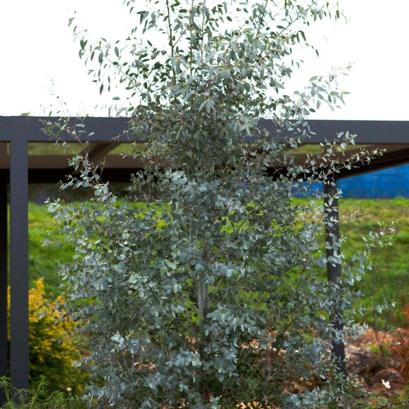 Eucalyptus gunnii Silverana (Hábito)