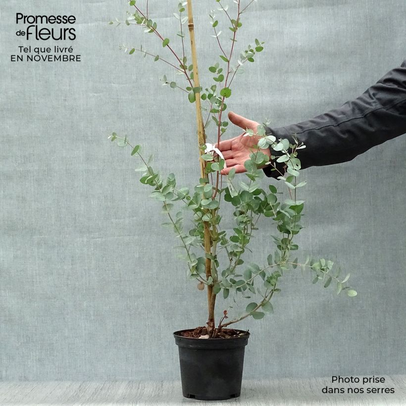 Amostra de Eucalyptus gunnii Silverana Vaso de 1,5 L/2 L tal como entregue no outono