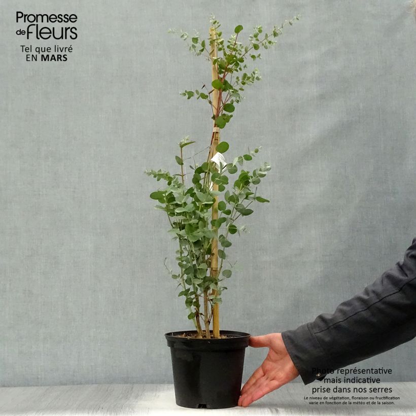 Amostra de Eucalyptus gunnii Silverana Vaso de 1,5 L/2 L tal como entregue na primavera