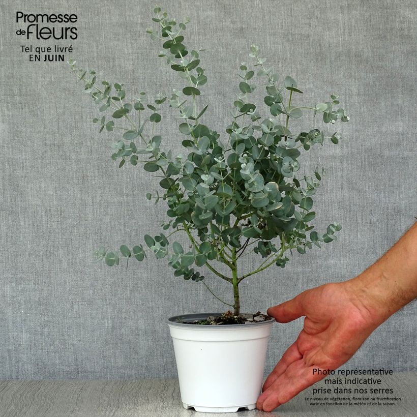 Amostra de Eucalyptus gunnii - Eucalipto da Tasmânia Vaso de 1 L/1,5 L tal como entregue no verão
