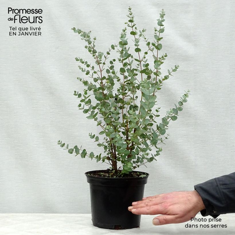 Amostra de Eucalyptus gunnii - Eucalipto da Tasmânia Vaso de 2 L/3 L tal como entregue no inverno