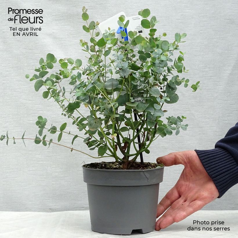 Amostra de Eucalyptus gunnii - Eucalipto da Tasmânia Vaso de 2 L/3 L tal como entregue na primavera