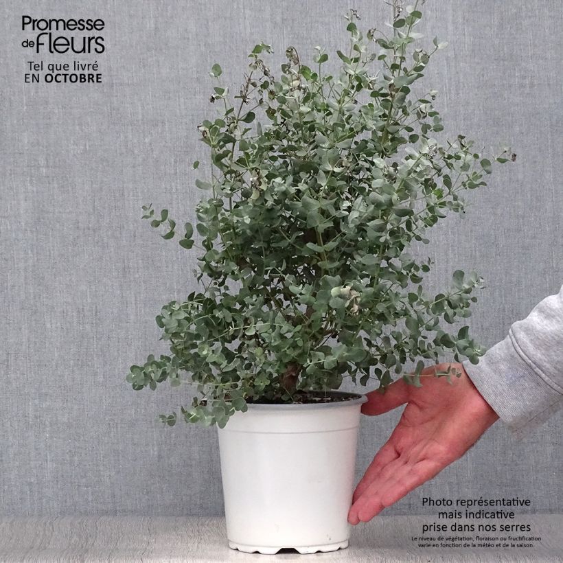 Amostra de Eucalyptus gunnii - Eucalipto da Tasmânia Vaso de 2 L/3 L tal como entregue no outono