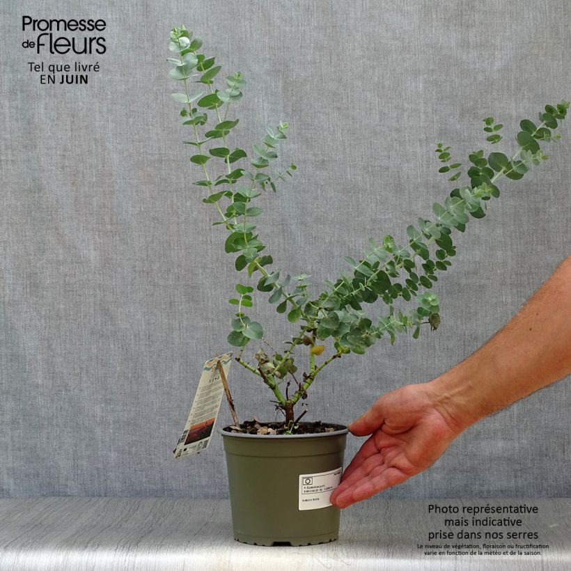 Amostra de Eucalyptus gunnii - Eucalipto da Tasmânia Vaso de 2 L/3 L tal como entregue no verão