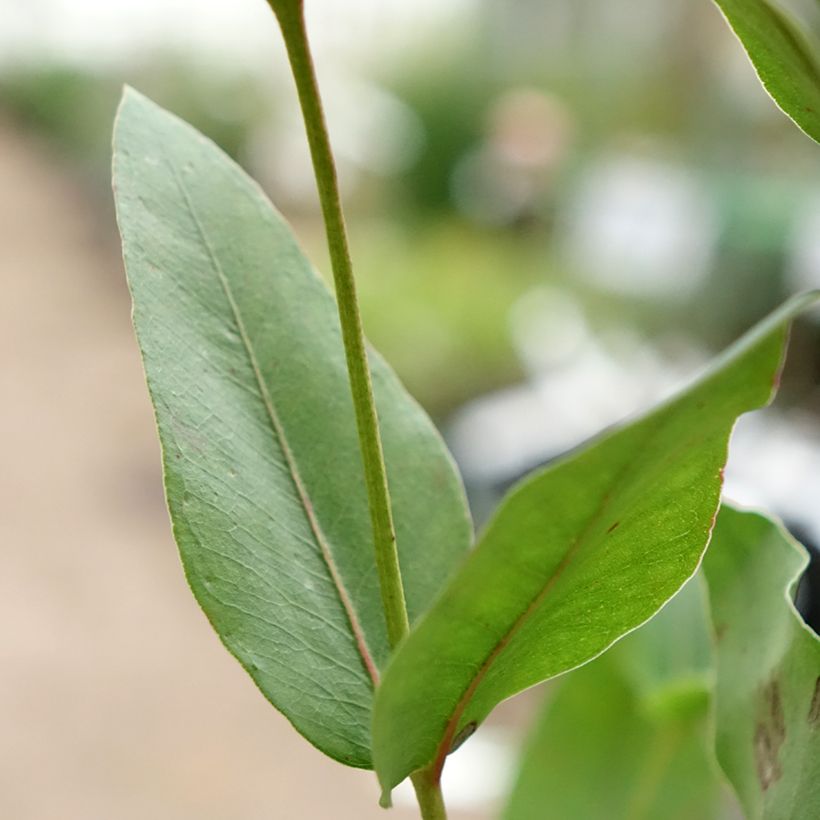 Eucalyptus kitsoniana (Folhagem)