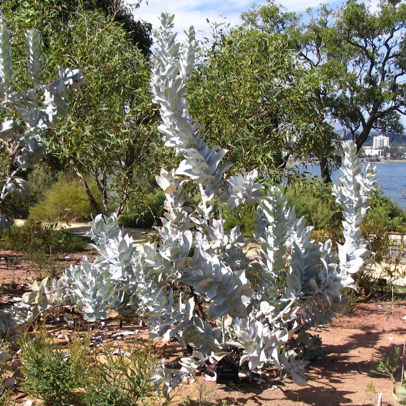 Eucalyptus macrocarpa (Hábito)