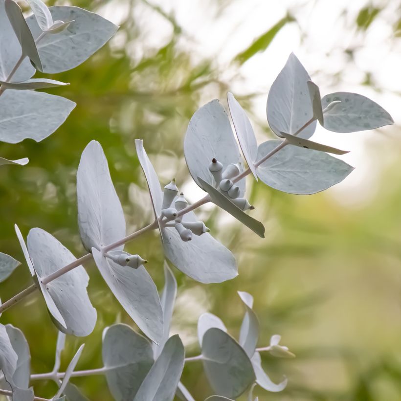 Eucalyptus macrocarpa (Folhagem)