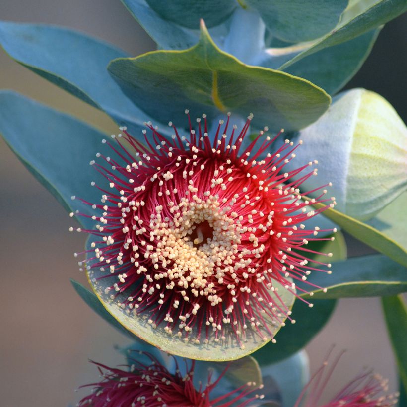 Eucalyptus macrocarpa (Floração)