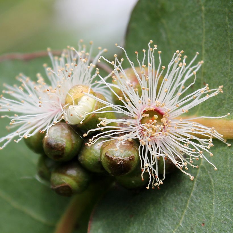 Eucalyptus neglecta (Floração)