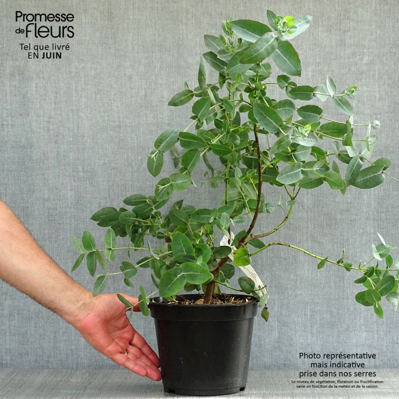 Amostra de Eucalyptus neglecta Vaso de 4 L/5 L tal como entregue no verão