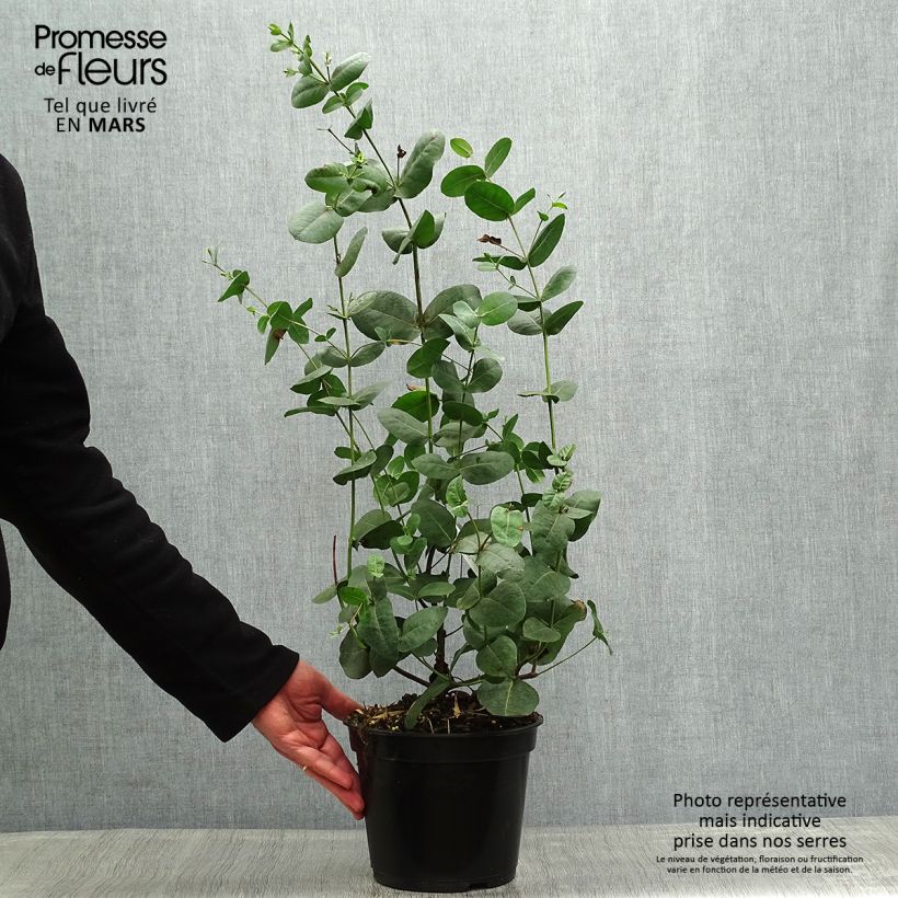 Amostra de Eucalyptus neglecta Vaso de 4 L/5 L tal como entregue na primavera