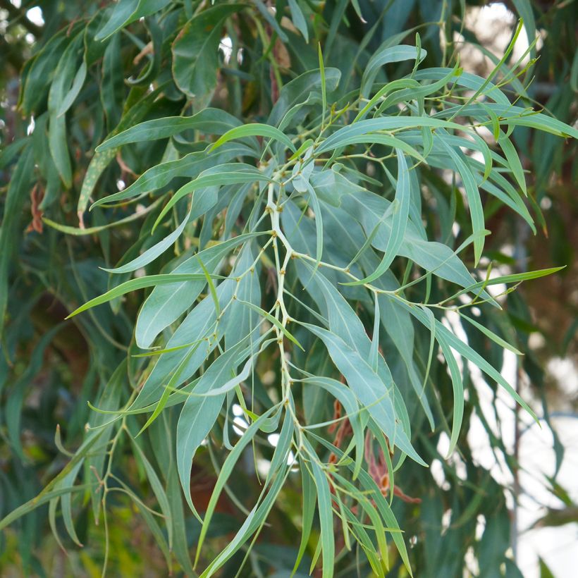 Eucalyptus nicholii (Folhagem)