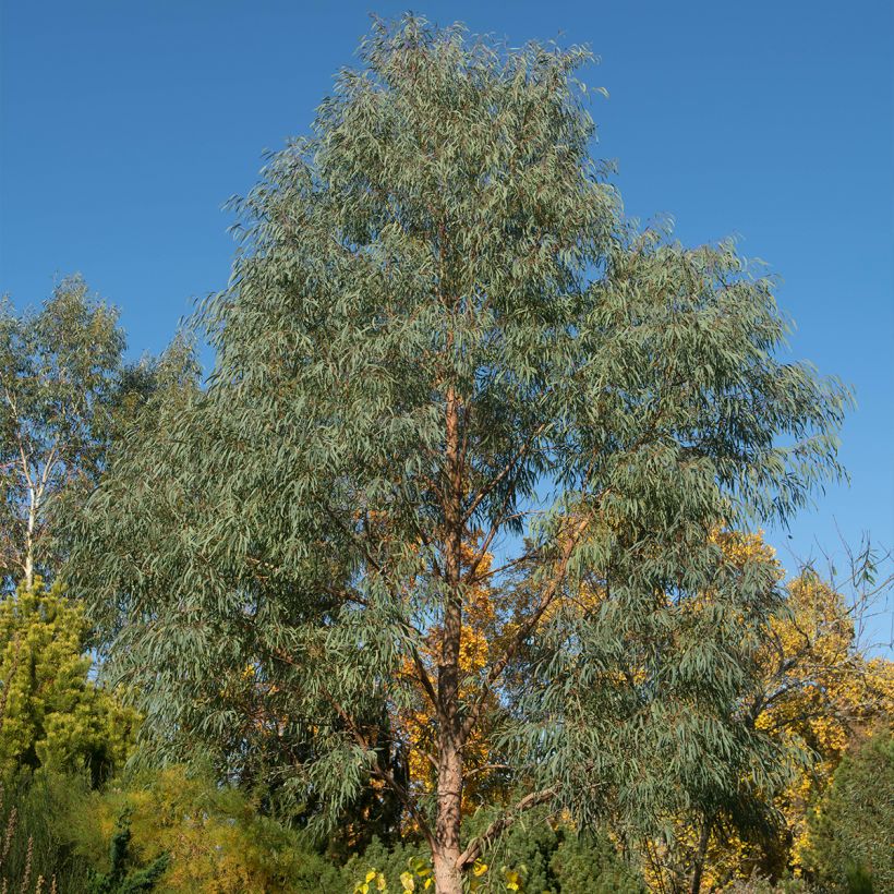 Eucalyptus nicholii (Hábito)
