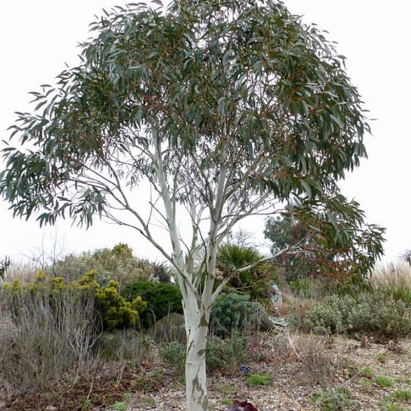 Eucalyptus pauciflora subsp. niphophila (Hábito)
