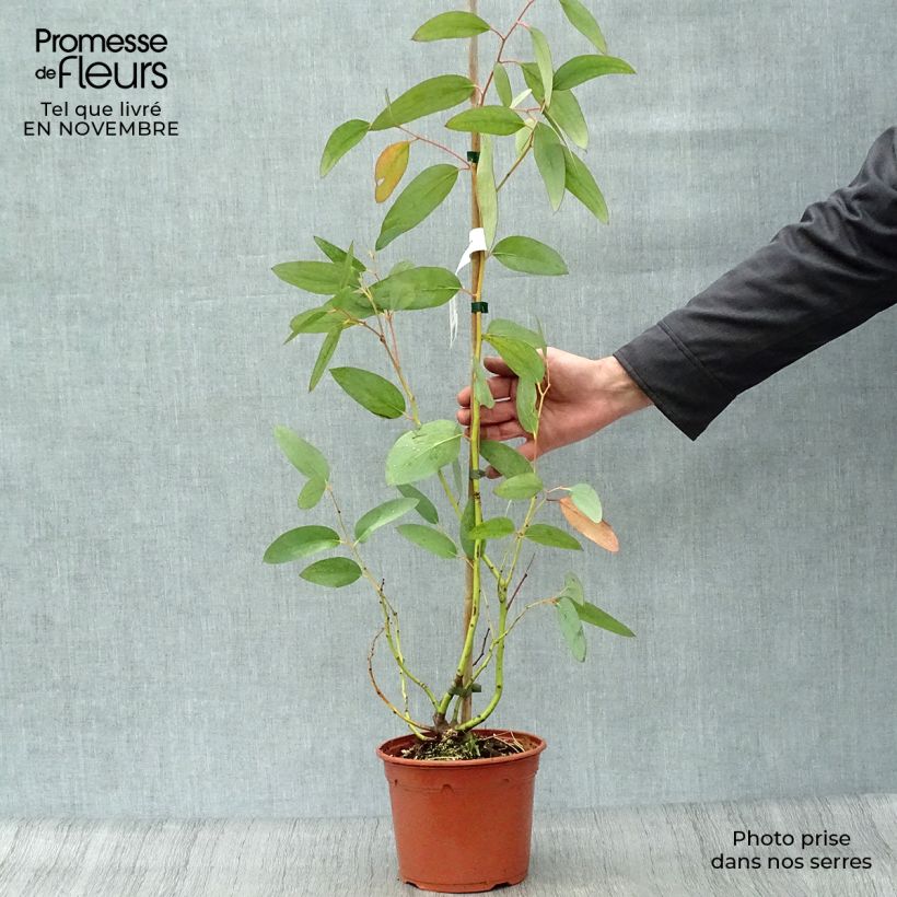Amostra de Eucalyptus pauciflora subsp. niphophila Vaso de 3 L/4 L tal como entregue no outono