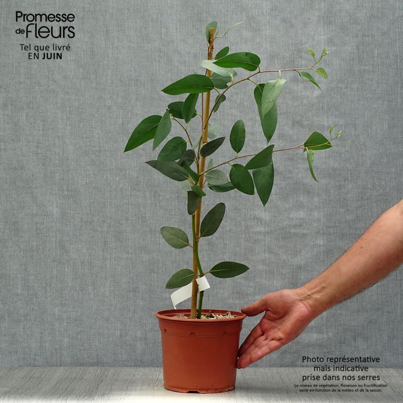 Amostra de Eucalyptus pauciflora subsp. niphophila Vaso de 3 L/4 L tal como entregue no verão